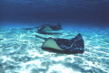   had no dive gear this one but Singray City foot water friend stand my back hold me underwater still whilst held breath pic  